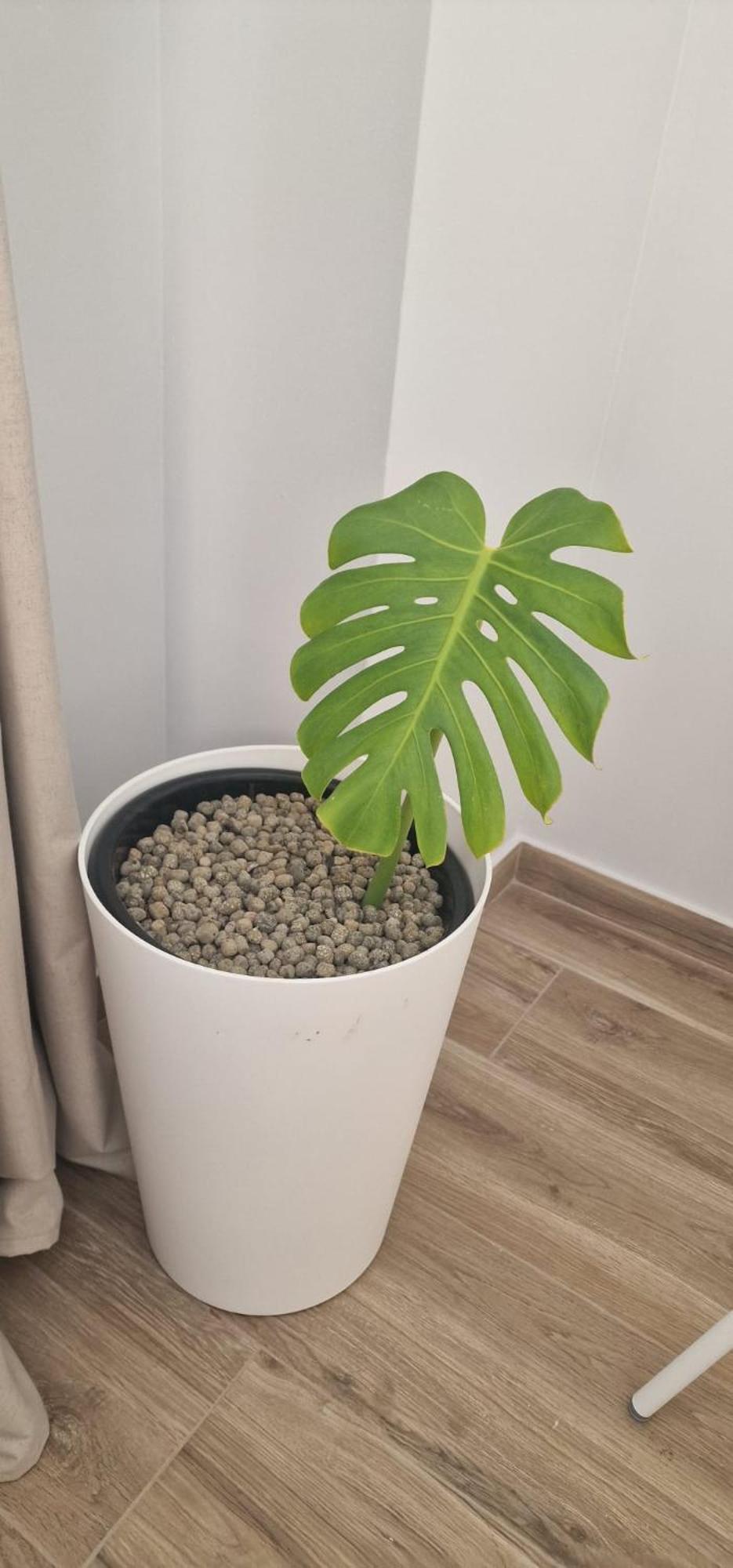 Machico Heart Suites Eksteriør billede